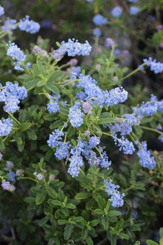 Ceanothus 'Julia Phelps' (Blue/Violet) Devil Mountain Wholesale Nursery